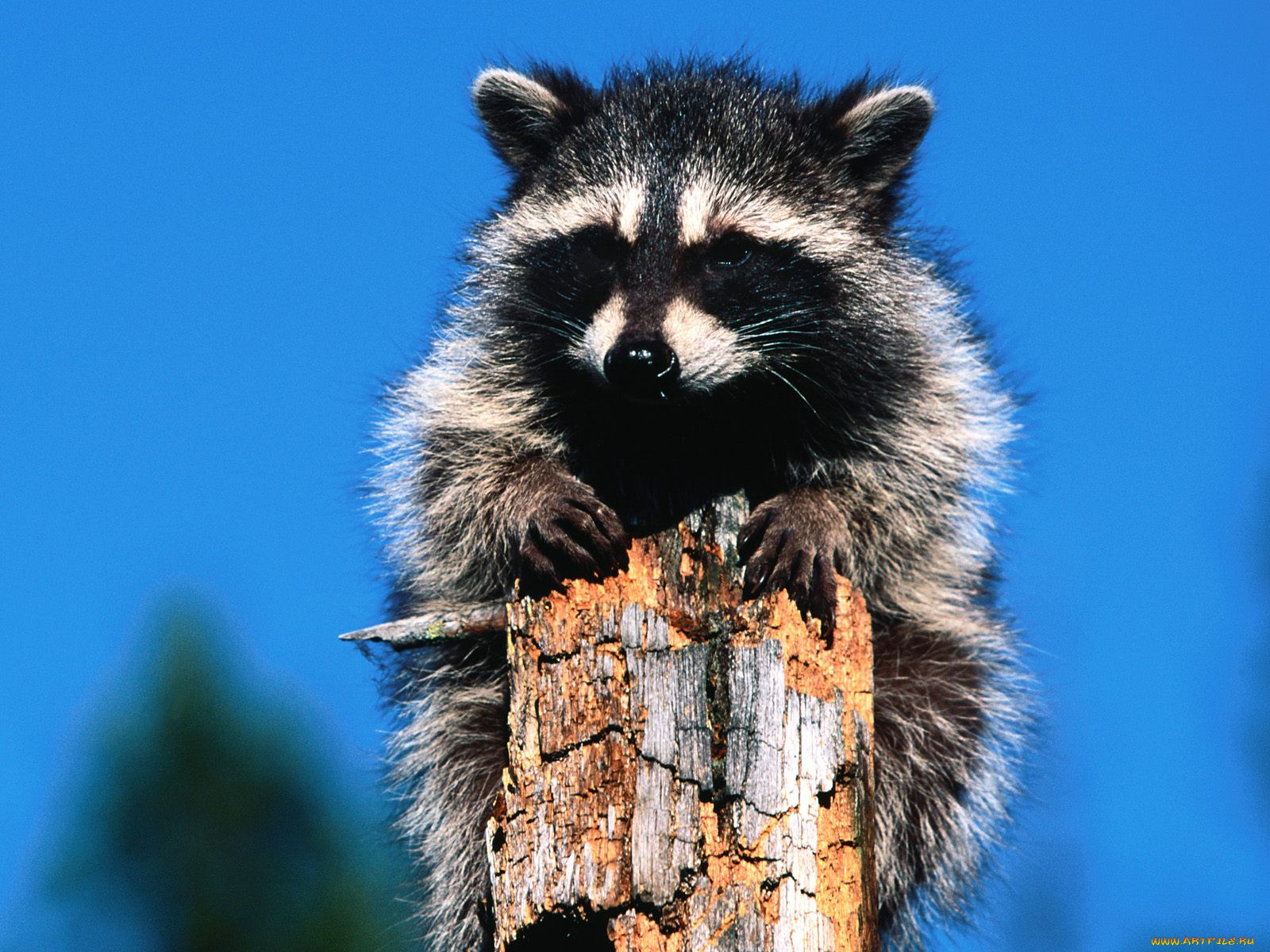 dilemma, raccoon, , 